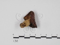 登錄號:F0020202藏品圖，第1張