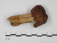 登錄號:F0020203藏品圖，第1張