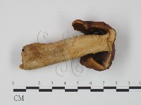 登錄號:F0020203藏品圖，第3張