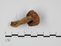 登錄號:F0020206藏品圖，第1張
