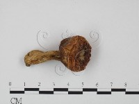 登錄號:F0020206藏品圖，第3張