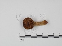 登錄號:F0020207藏品圖，第1張