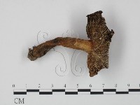 登錄號:F0020208藏品圖，第3張