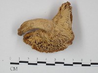 登錄號:F0020209藏品圖，第1張