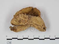 登錄號:F0020209藏品圖，第3張