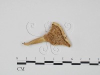 紅菇屬藏品圖，第3張