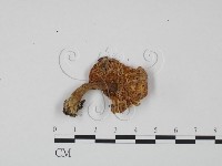 紅菇屬藏品圖，第3張