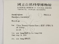 紅菇屬藏品圖，第2張