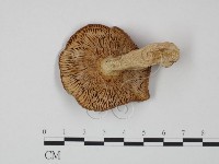 紅菇屬藏品圖，第3張