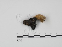 紅菇屬藏品圖，第3張