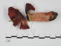 紅菇屬藏品圖，第3張