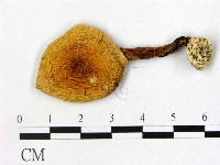 鵝膏屬藏品圖，第1張