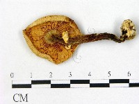 鵝膏屬藏品圖，第3張
