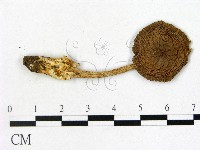 鵝膏屬藏品圖，第1張