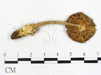 鵝膏屬藏品圖，第3張