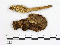 登錄號:F0020217藏品圖，第1張