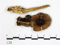 登錄號:F0020217藏品圖，第3張