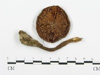 登錄號:F0020218藏品圖，第1張