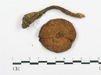登錄號:F0020218藏品圖，第4張