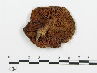 登錄號:F0020219藏品圖，第1張