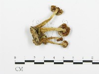 登錄號:F0020220藏品圖，第1張