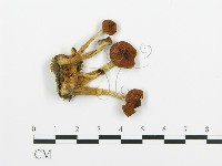 登錄號:F0020220藏品圖，第4張