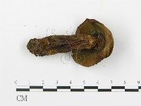 登錄號:F0020222藏品圖，第5張