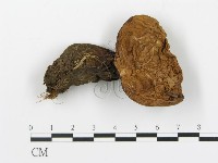 登錄號:F0020223藏品圖，第1張