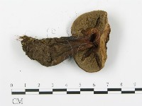 登錄號:F0020223藏品圖，第5張