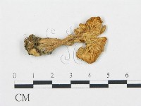 館號:F0020226藏品圖，第4張