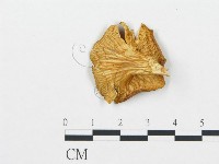 登錄號:F0020227藏品圖，第4張