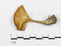 登錄號:F0020229藏品圖，第1張