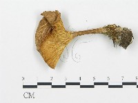 登錄號:F0020229藏品圖，第4張