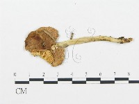 登錄號:F0020230藏品圖，第1張