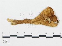 登錄號:F0020231藏品圖，第1張