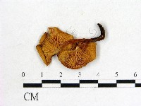 登錄號:F0020232藏品圖，第3張