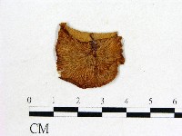登錄號:F0020233藏品圖，第3張