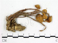 登錄號:F0020234藏品圖，第1張
