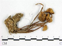 登錄號:F0020234藏品圖，第3張