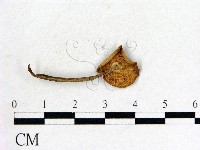 登錄號:F0020235藏品圖，第3張