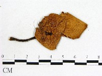 登錄號:F0020236藏品圖，第1張