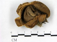 登錄號:F0020240藏品圖，第1張