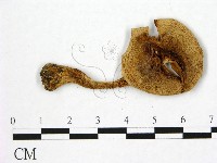 登錄號:F0020241藏品圖，第1張
