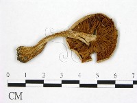 登錄號:F0020241藏品圖，第3張