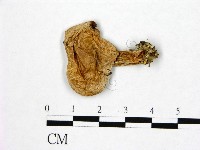 登錄號:F0020242藏品圖，第1張