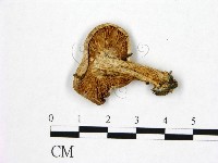登錄號:F0020242藏品圖，第3張