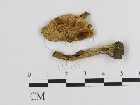 登錄號:F0020248藏品圖，第1張
