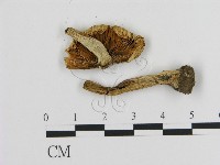 登錄號:F0020248藏品圖，第3張