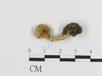 登錄號:F0020250藏品圖，第3張