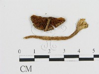登錄號:F0020252藏品圖，第3張